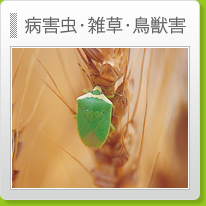 �a�Q���E�G���E���b�Q