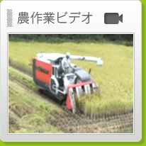 �_��ƃr�f�I