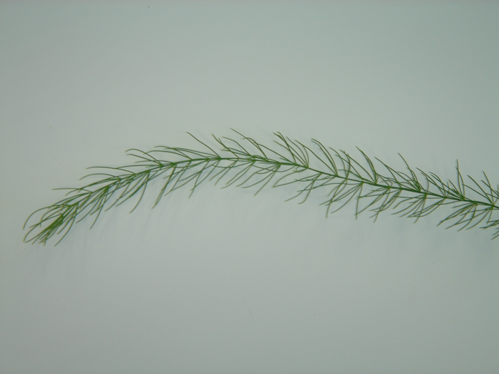 アスパラガス-ルーラル電子図書館―農業技術事典 NAROPEDIA