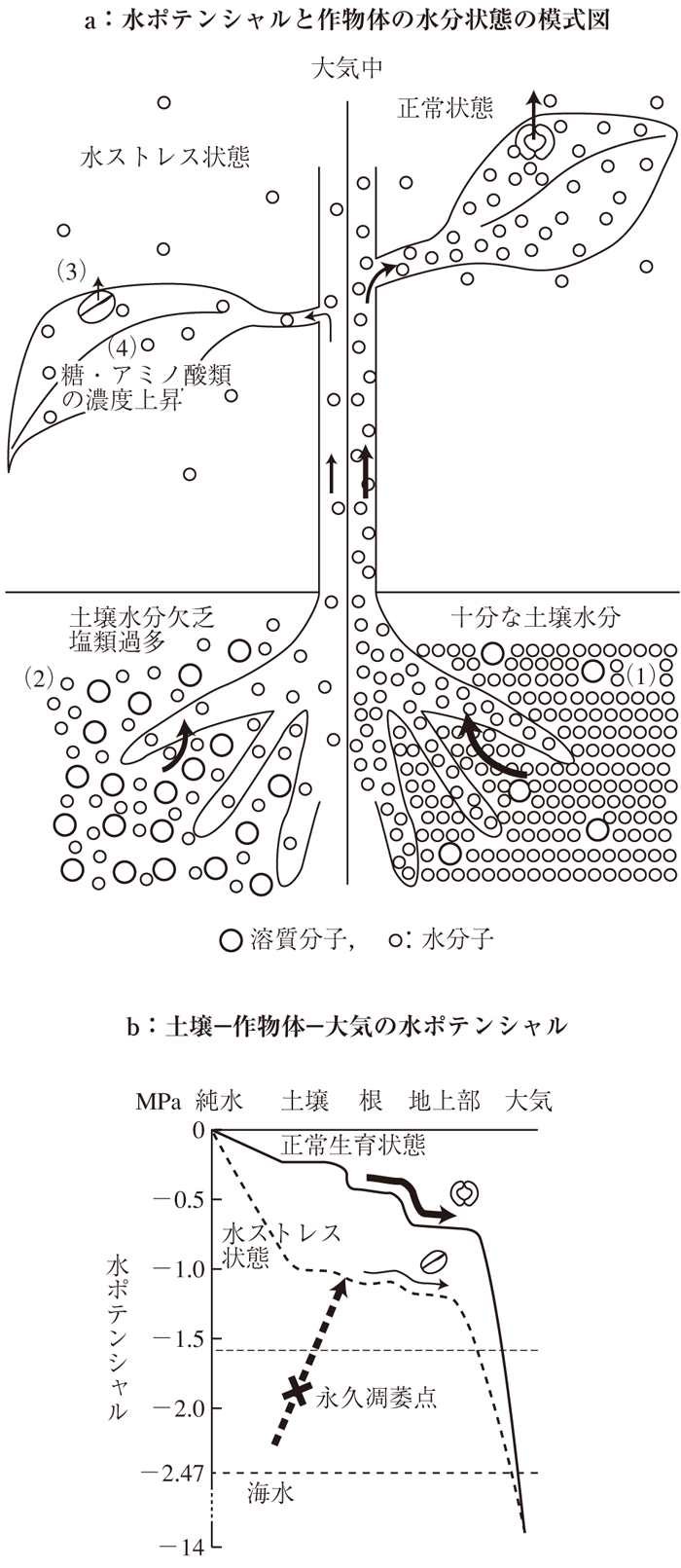 水分ストレス ルーラル電子図書館 農業技術事典 Naropedia