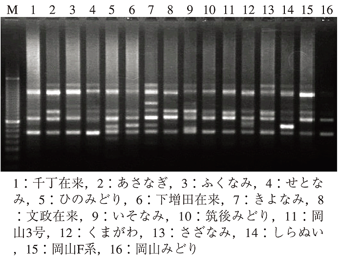 電気泳動 ルーラル電子図書館 農業技術事典 naropedia