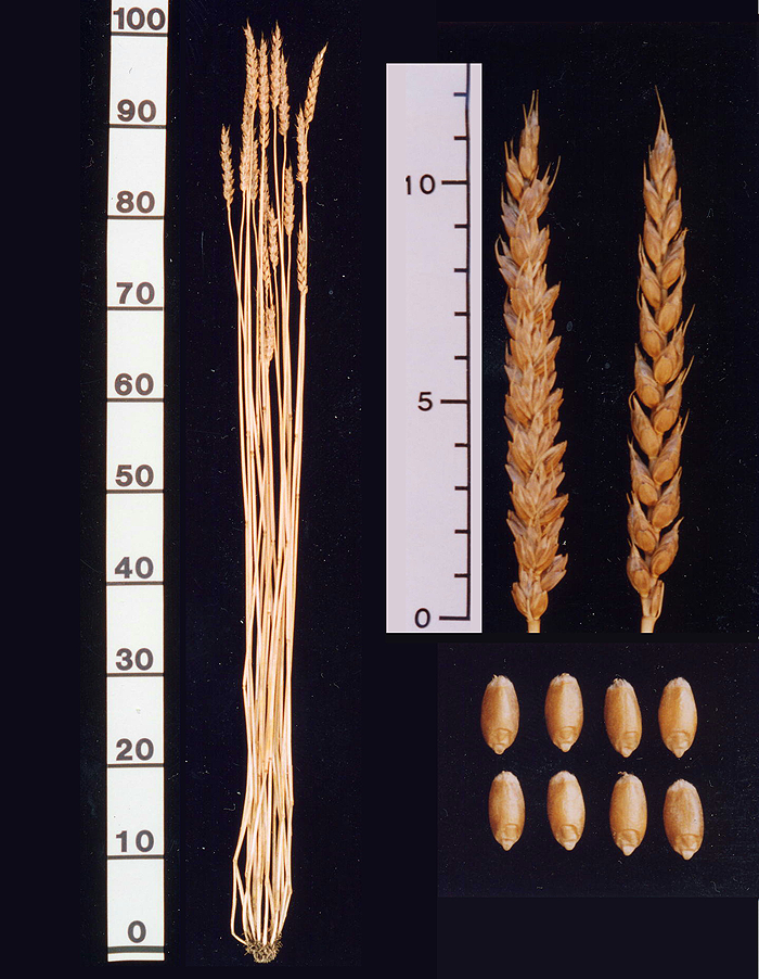 ナンブコムギ-ルーラル電子図書館―農業技術事典 NAROPEDIA