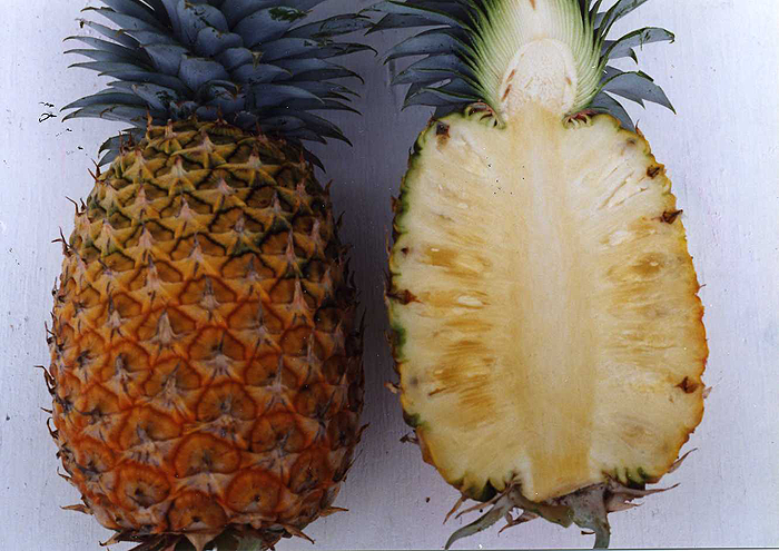 パイナップル-ルーラル電子図書館―農業技術事典 NAROPEDIA