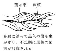 花卉病害虫 スギの絵目次