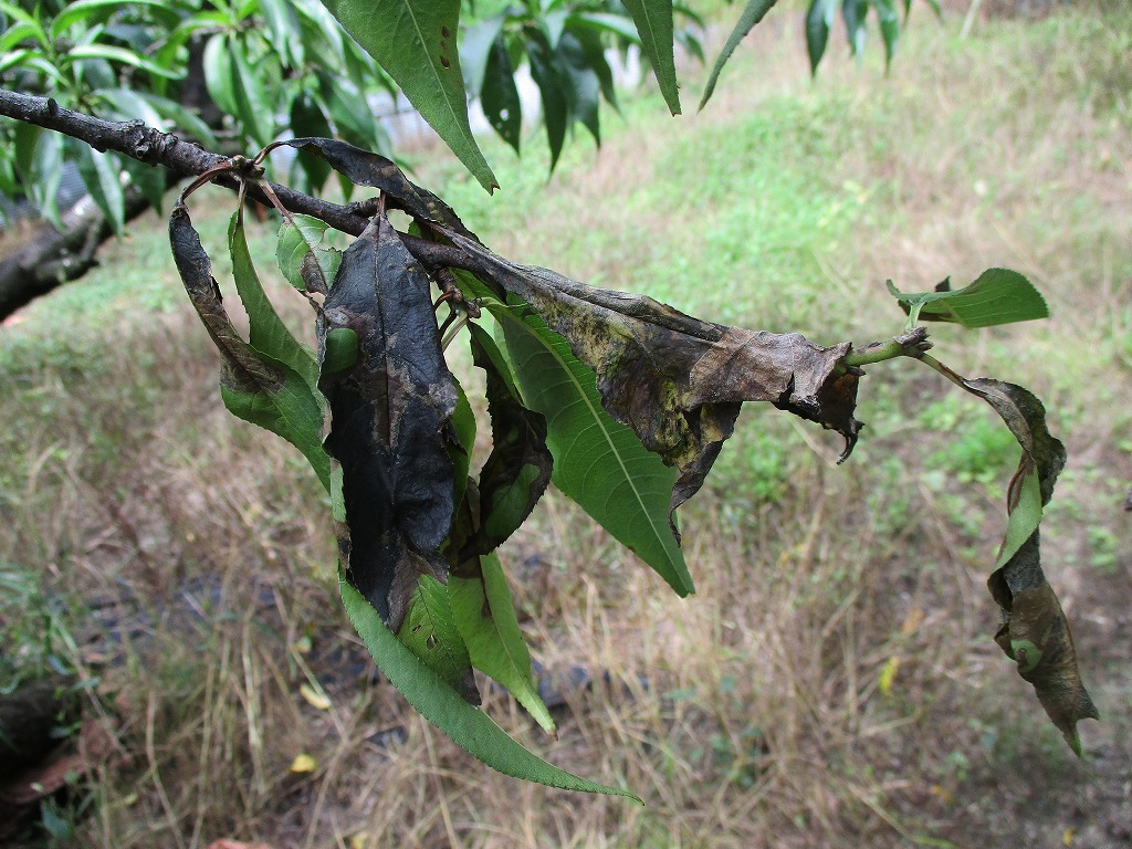 写真1　モモの新病害、くもの巣病による葉の枯死症状：葉全体が侵され枯死し，蔓延した菌糸とともに枝に付着する。落葉は生じない。（髙田真理）