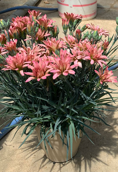 人気の切り花品種‘ミニティアラ’シリーズをポットカ ーネーション専用に育種した‘おもひではなび’