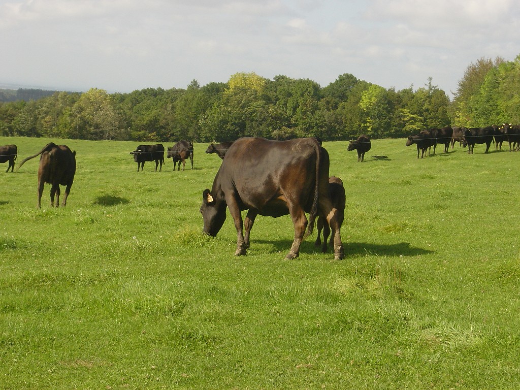 写真１　肉用牛の周年親子放牧
