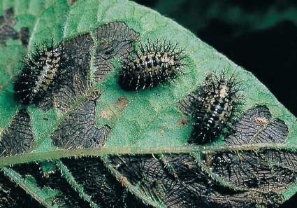 写真2　オオニジュウヤホシテントウの幼虫とその被害：幼虫は網目状の食痕を残す。老熟幼虫の体長8mm。（鳥倉　英徳）