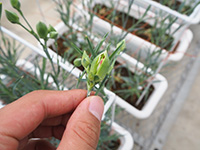 花卉編28
